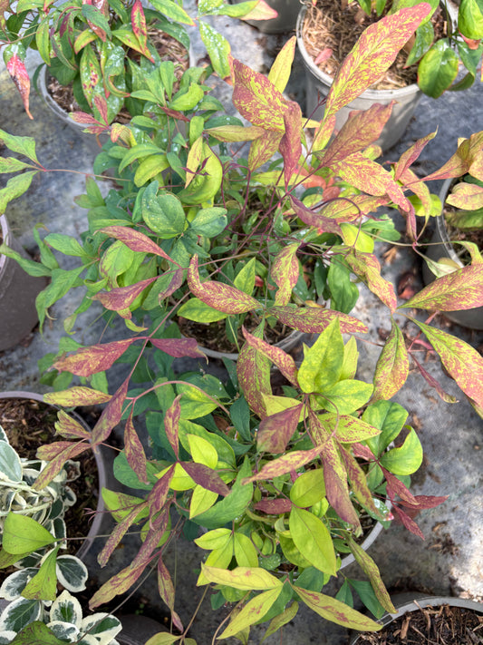 Nandina domestica 'Fire Power'