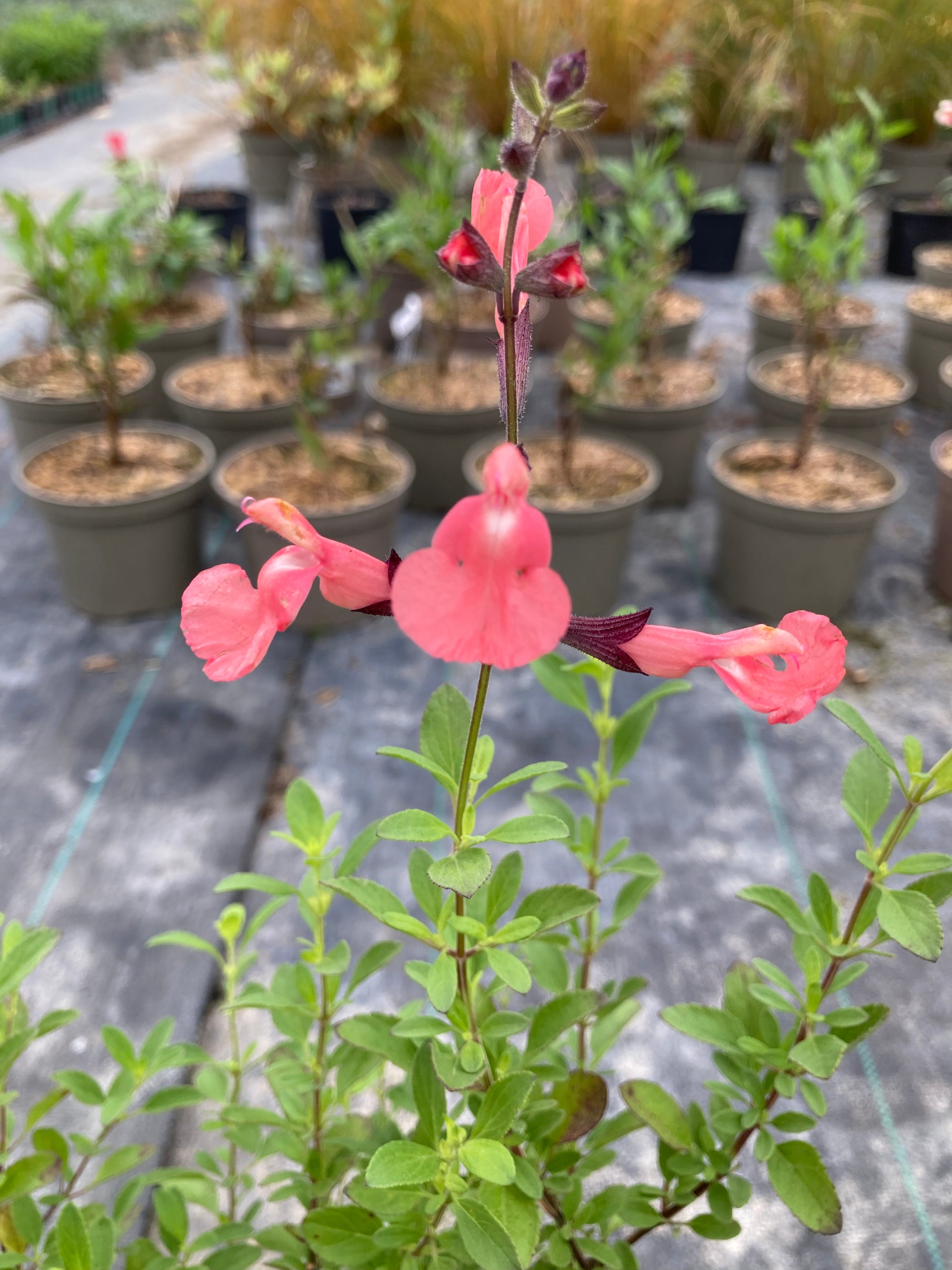 Salvia greggii Salmon Dance - Champion Plants