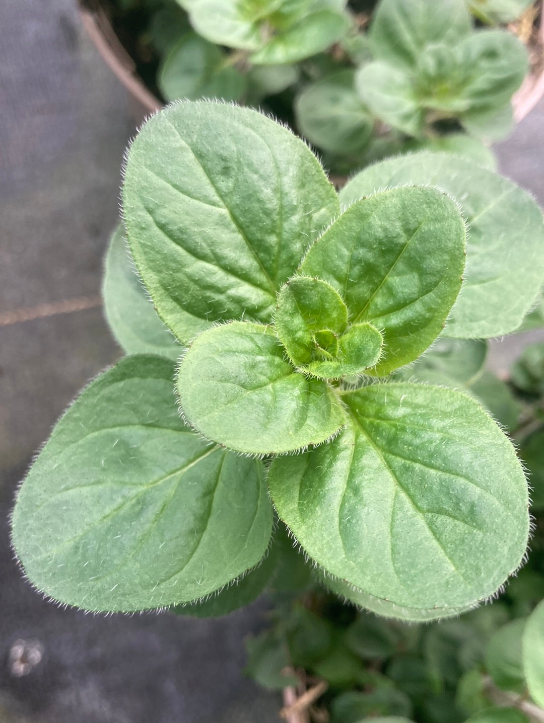 Origanum laevigatum Rosenkuppel - AGM - Champion Plants