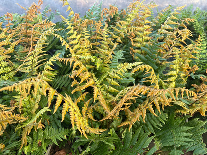Dryopteris wallichiana Jurrasic Gold