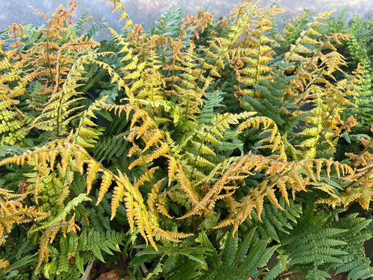 Dryopteris wallichiana Jurrasic Gold