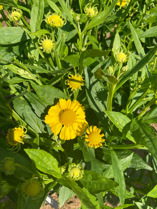 Helenium 'Kugelsonne' - Champion Plants