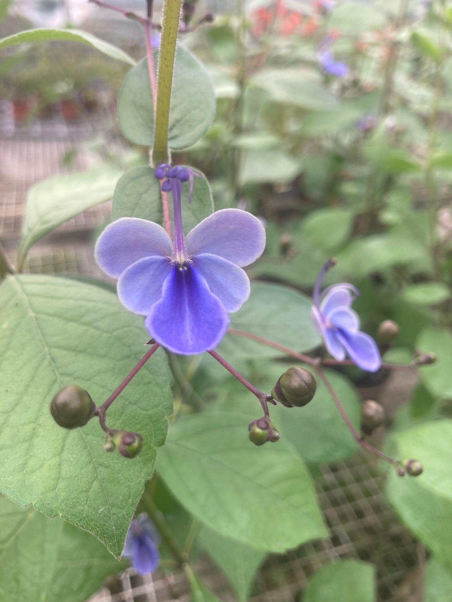 Clerodendrum Ugandense AGM