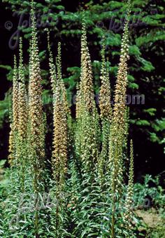 Digitalis ferruginea gigantea 'Gelber Herold' AGM - Champion Plants