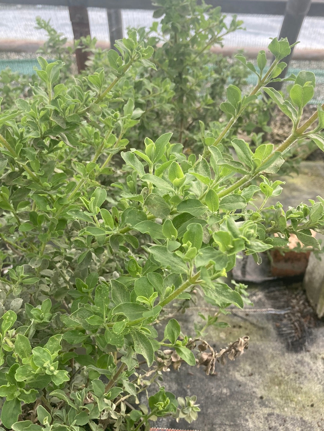 Salvia Africana-lutea - Champion Plants