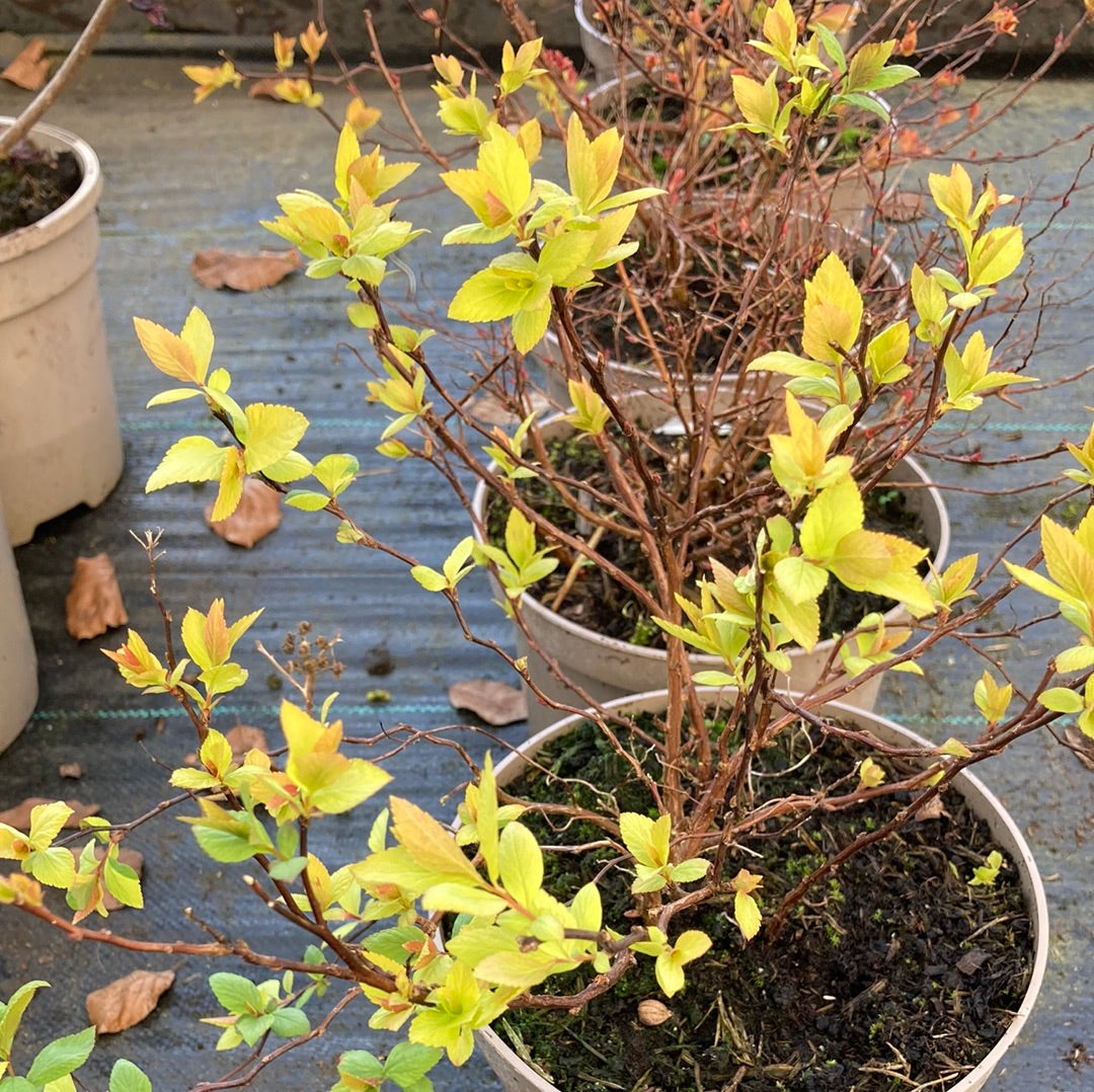Spiraea japonica 'Goldflame' - Champion Plants