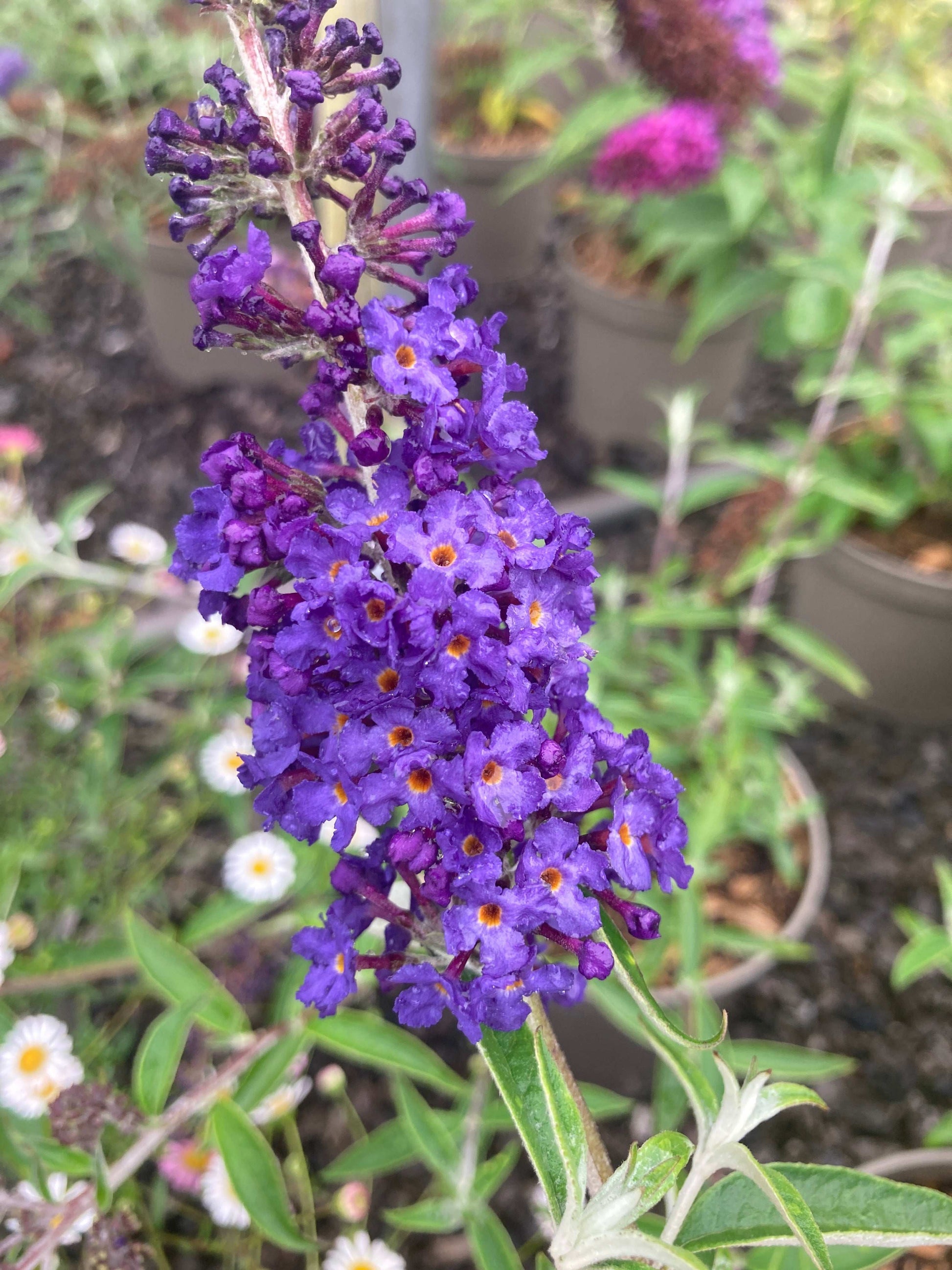 Buddleja (Buddleia) davidii Adonis Blue