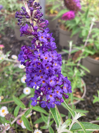 Buddleja (Buddleia) davidii Adonis Blue