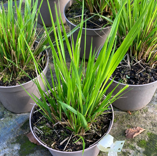 Calamagrostis × acutiflora 'Waldenbuch' - Champion Plants