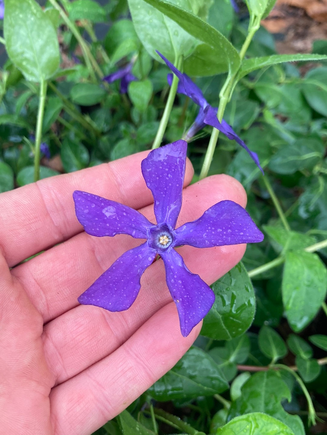 Vinca major Jason Hill - Champion Plants