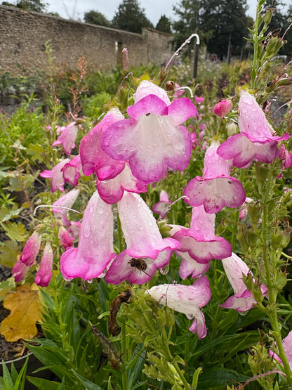 Penstemon Pensham Laura