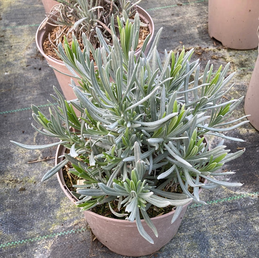 Lavandula intermedia Vera (Lavender) - Champion Plants