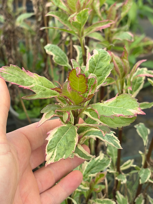 Eupatorium fortunei 'Pink Elegance'