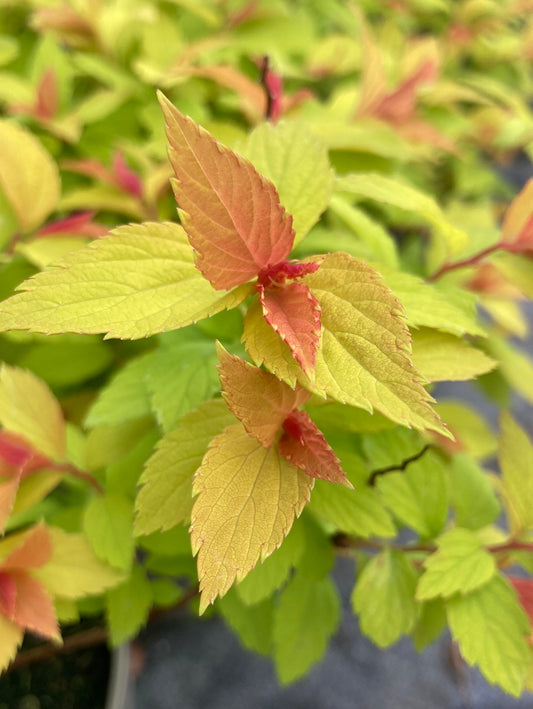 Spiraea japonica Magic Carpet AGM - Champion Plants