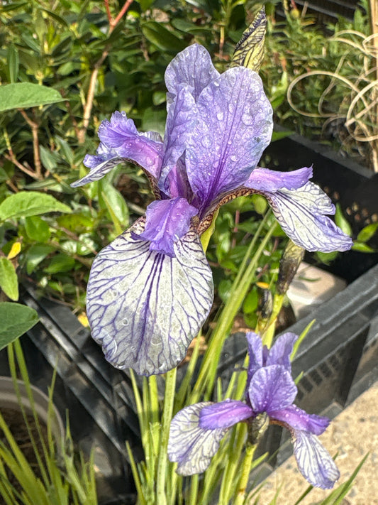 Iris sibirica Flight of Butterflies