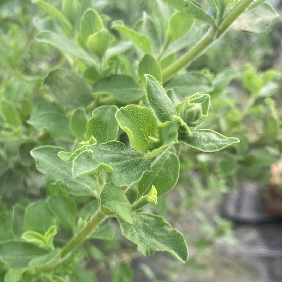 Salvia Africana-lutea - Champion Plants