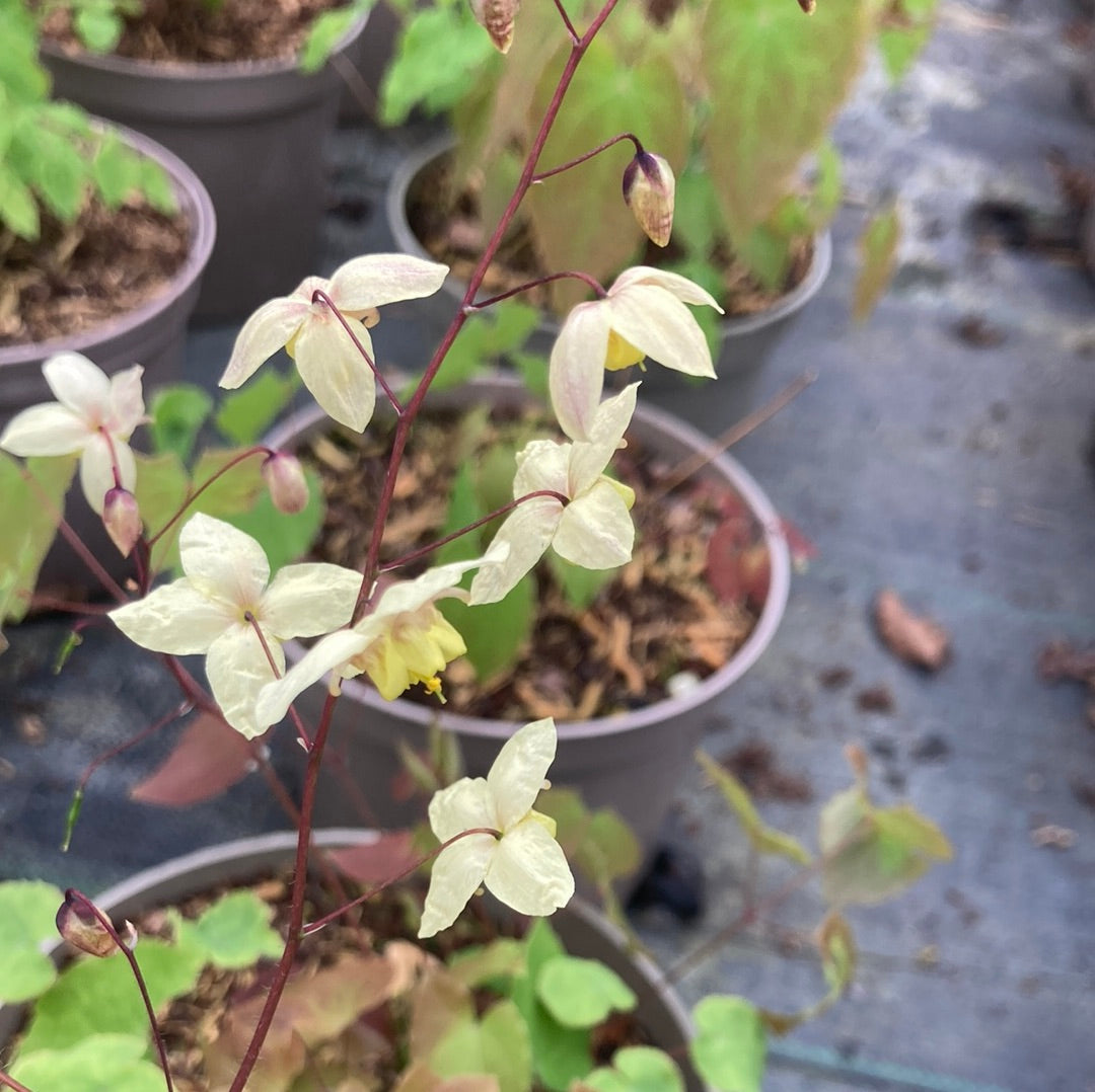 Epimedium × versicolor 'Neosulphureum'