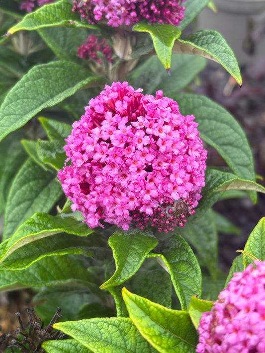 Buddleja (Buddleia) Butterfly Candy Series Little Cerise - Dwarf Buddleia