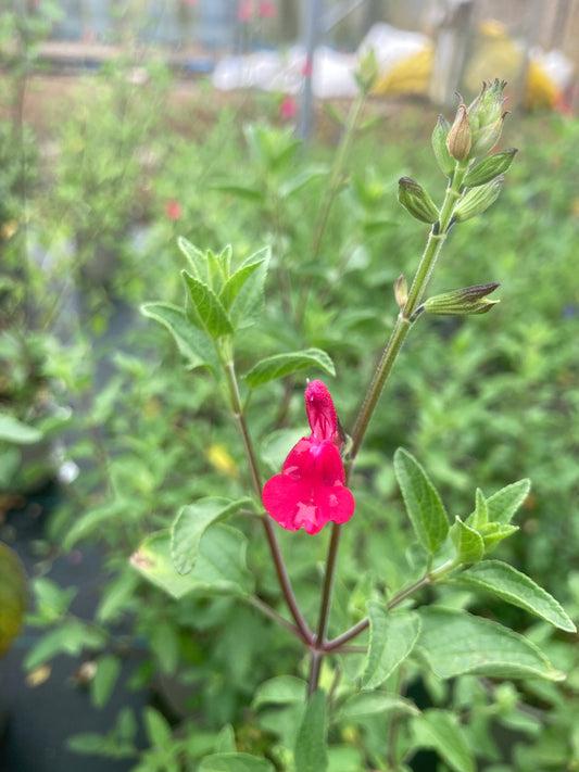 Salvia Blackcurrant