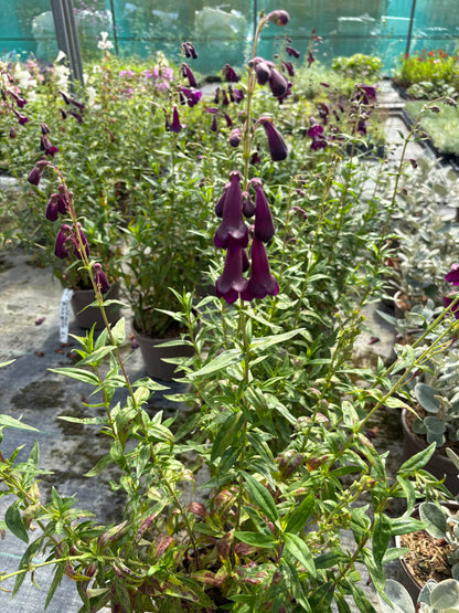 Penstemon Blackbird