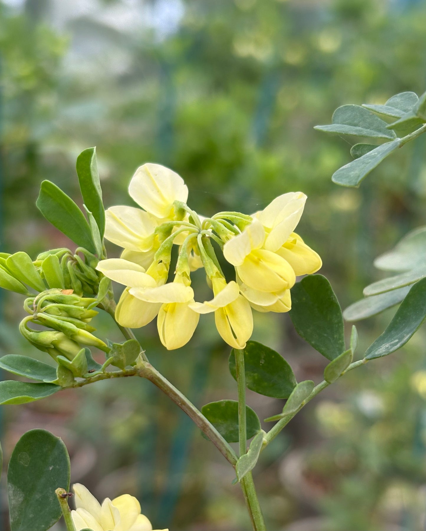 Coronilla Lauren Stevenson - Champion Plants