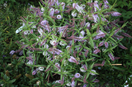 Hebe Lilac Quartz - Champion Plants