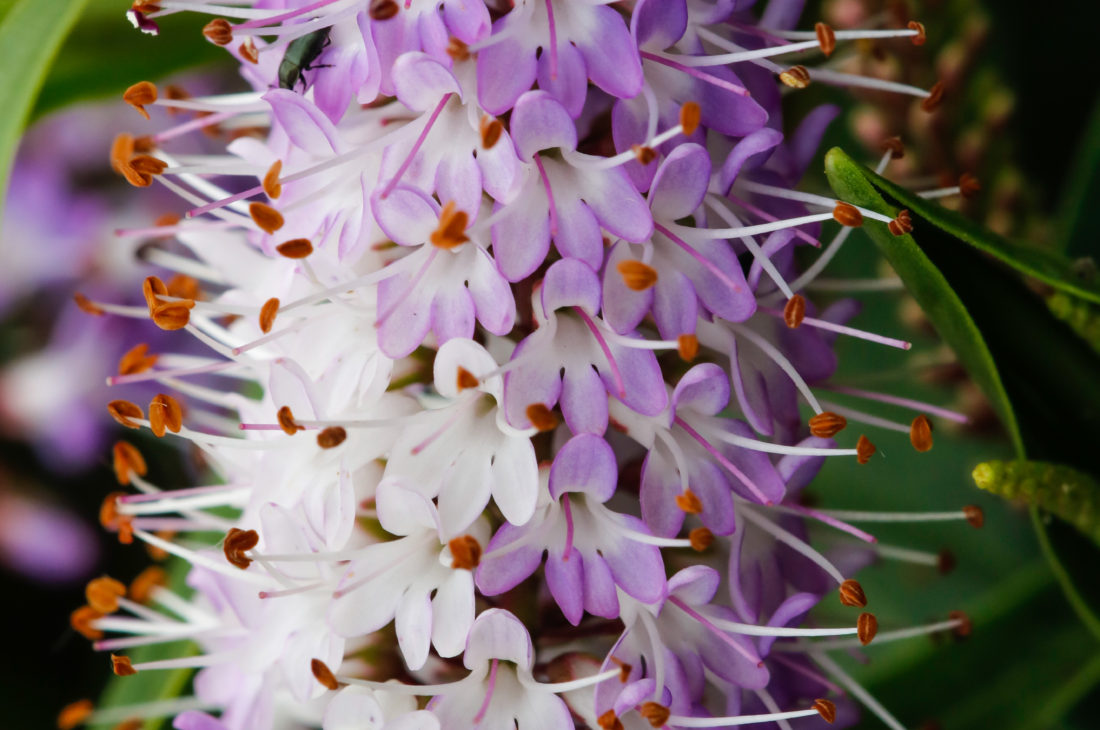 Hebe Lilac Quartz - Champion Plants
