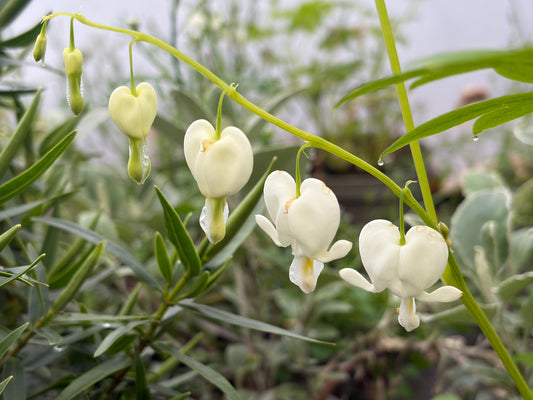 Lamprocapnos (Dicentra) spectabilis Alba (Bleeding Heart) - AGM