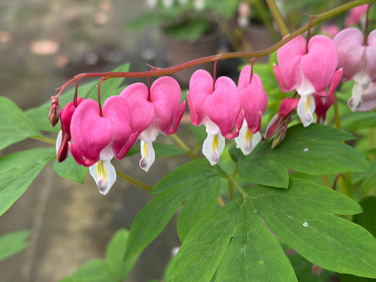 Lamprocapnos (Dicentra) spectabilis (Bleeding Heart) - AGM