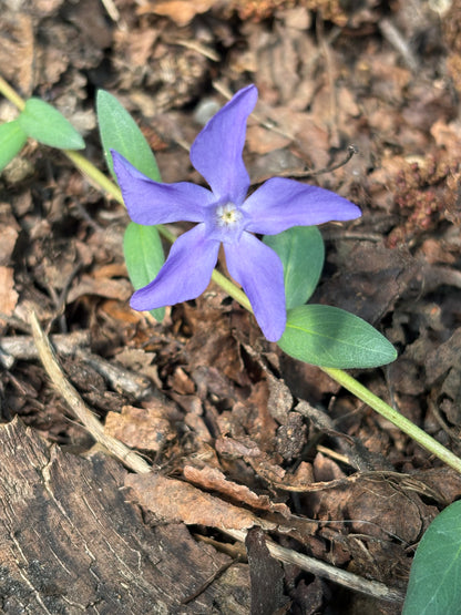 Vinca herbacea