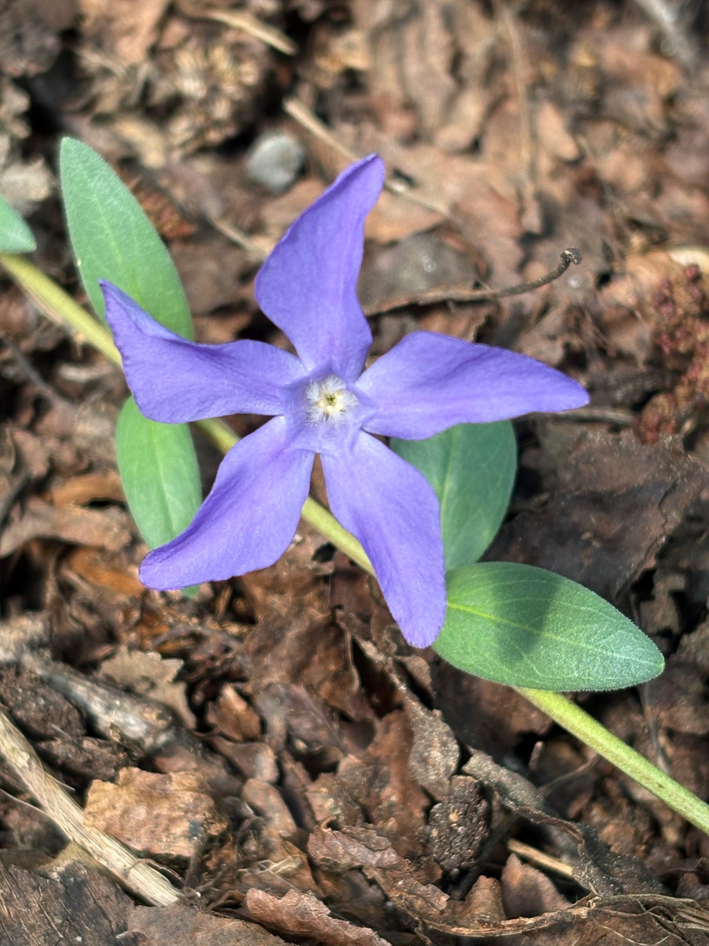 Vinca herbacea