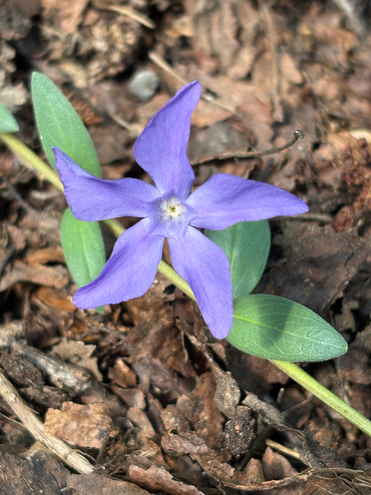 Vinca herbacea