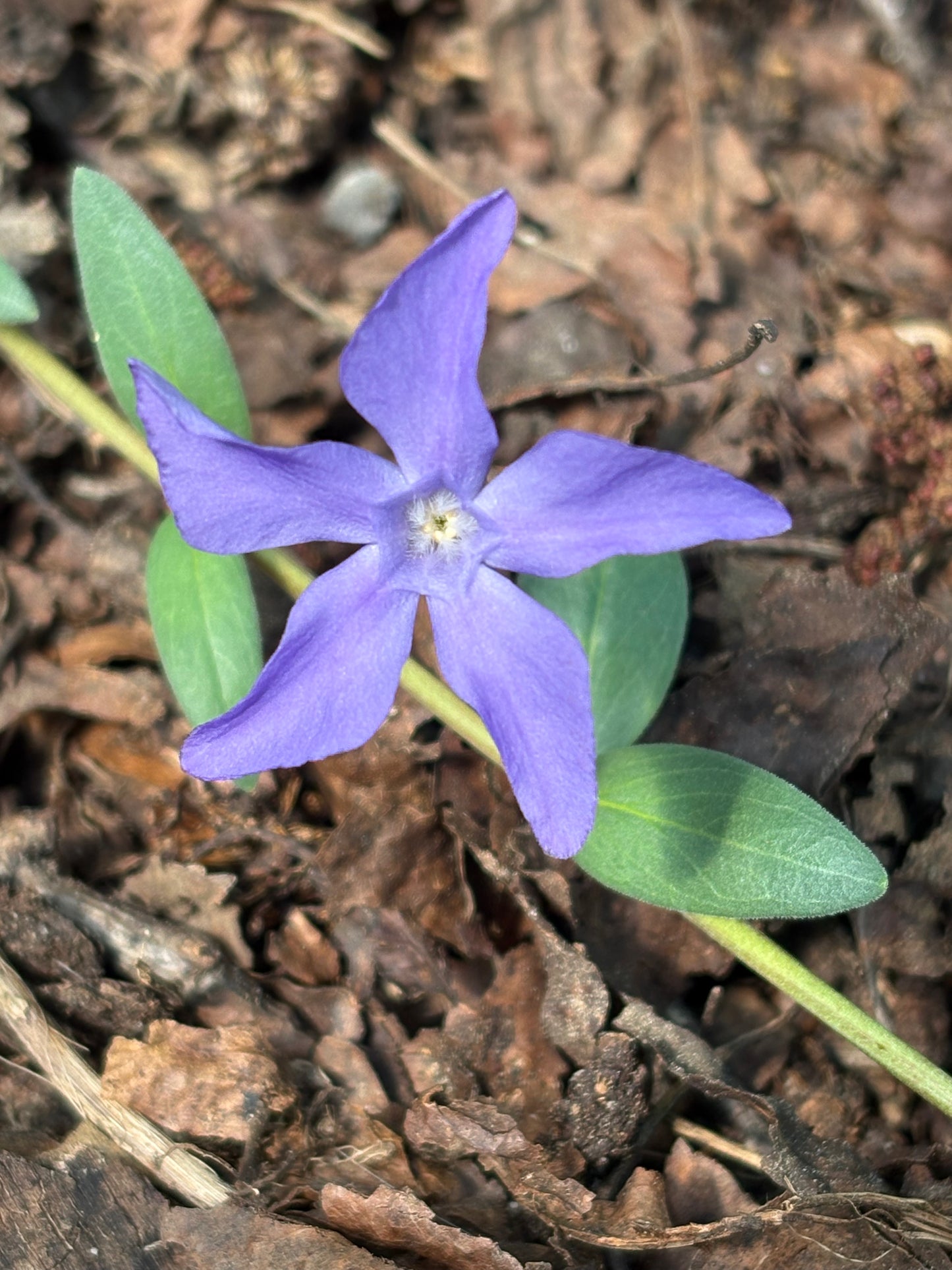 Vinca herbacea