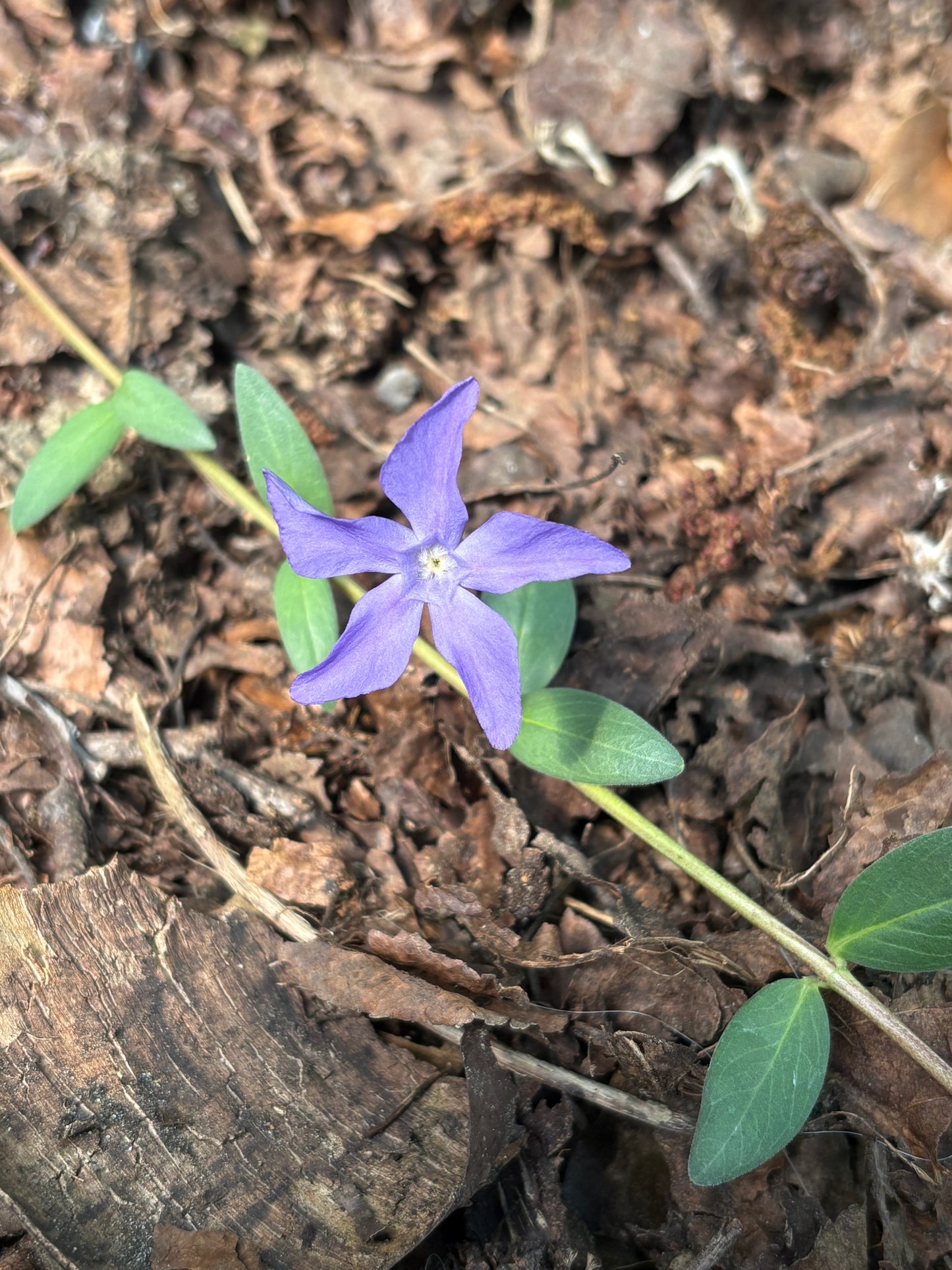 Vinca herbacea