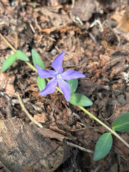Vinca herbacea