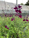 Salvia Night moth (Nachtvlinder) AGM