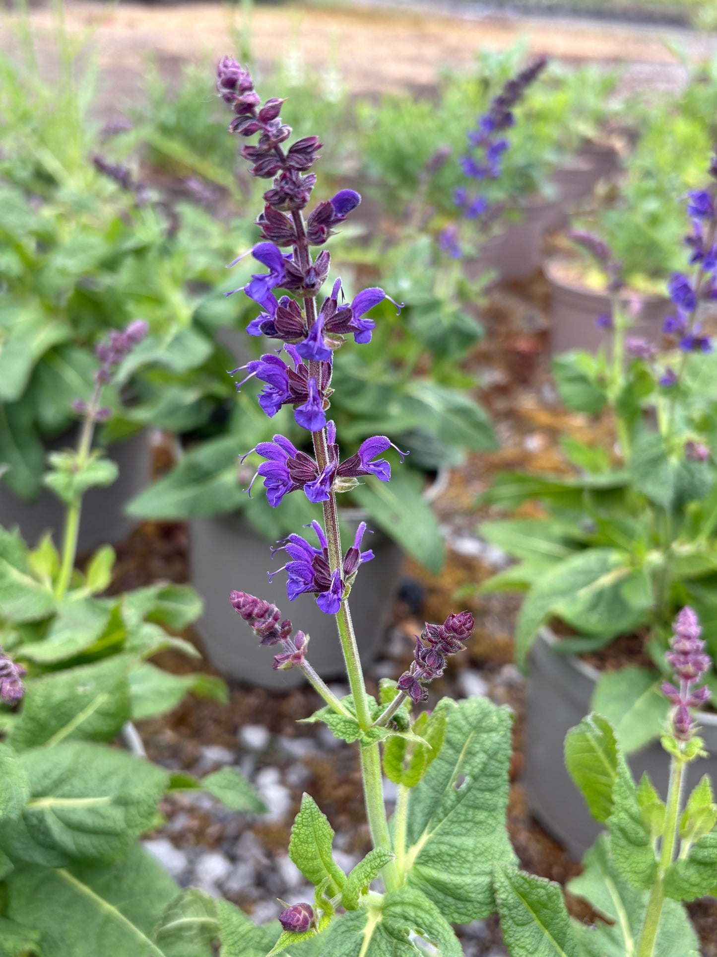 Salvia x sylvestris 'May Night' ('Mainacht') - AGM