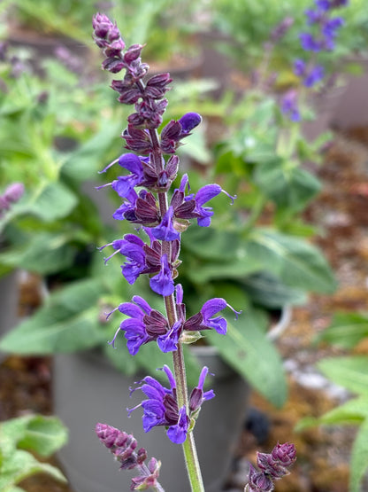 Salvia x sylvestris 'May Night' ('Mainacht') - AGM