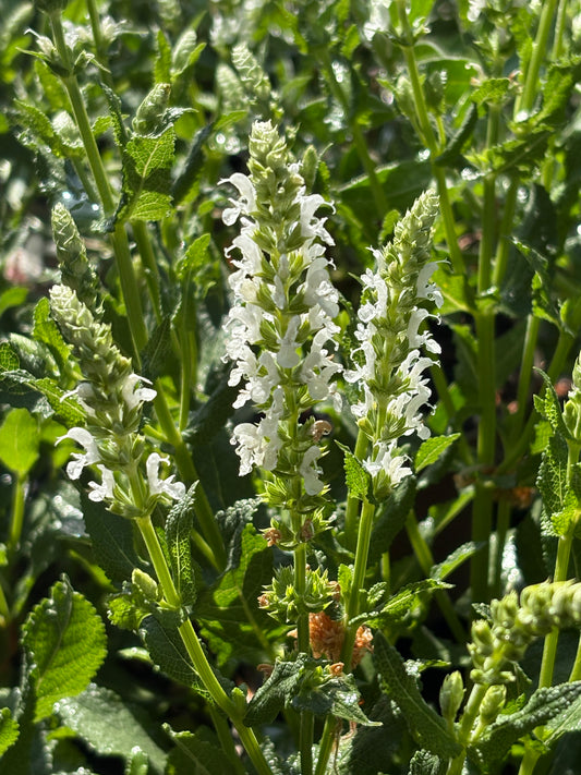 Salvia nemorosa Snow Hill (Schneehügel)