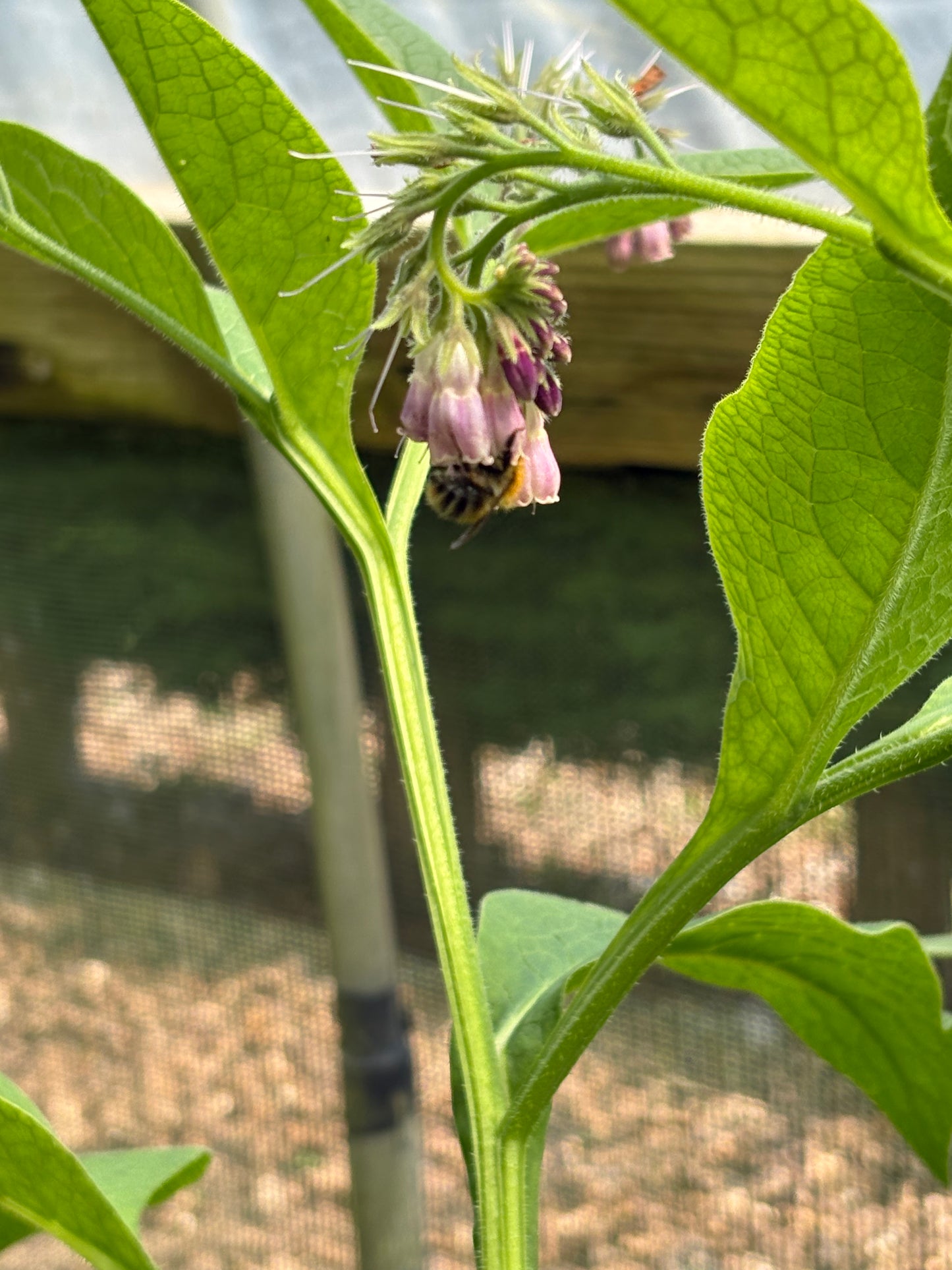 Comfrey Bocking 14