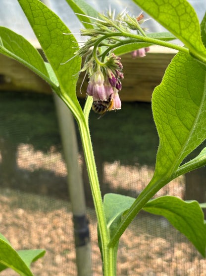 Comfrey Bocking 14