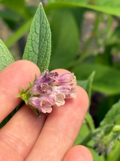 Comfrey Bocking 14