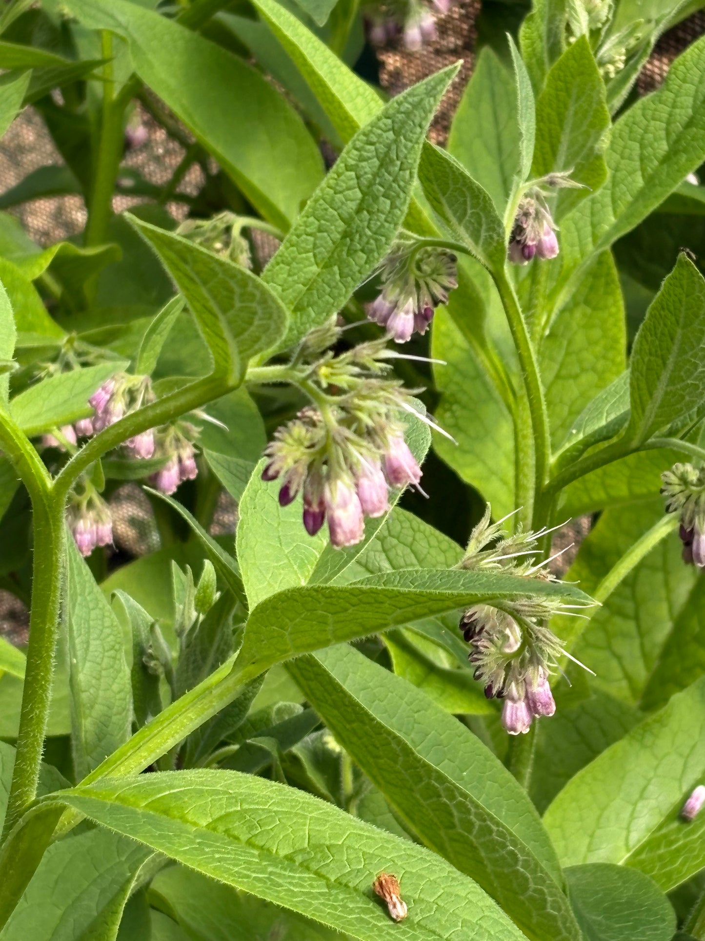 Comfrey Bocking 14