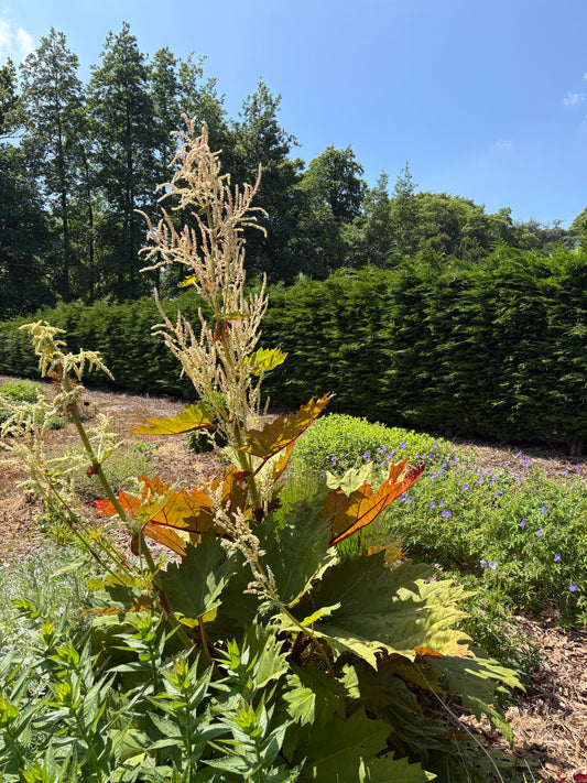 Rheum palmatum tanguticum