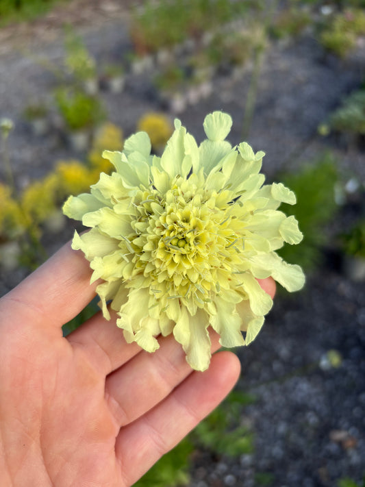 Cephalaria gigantea