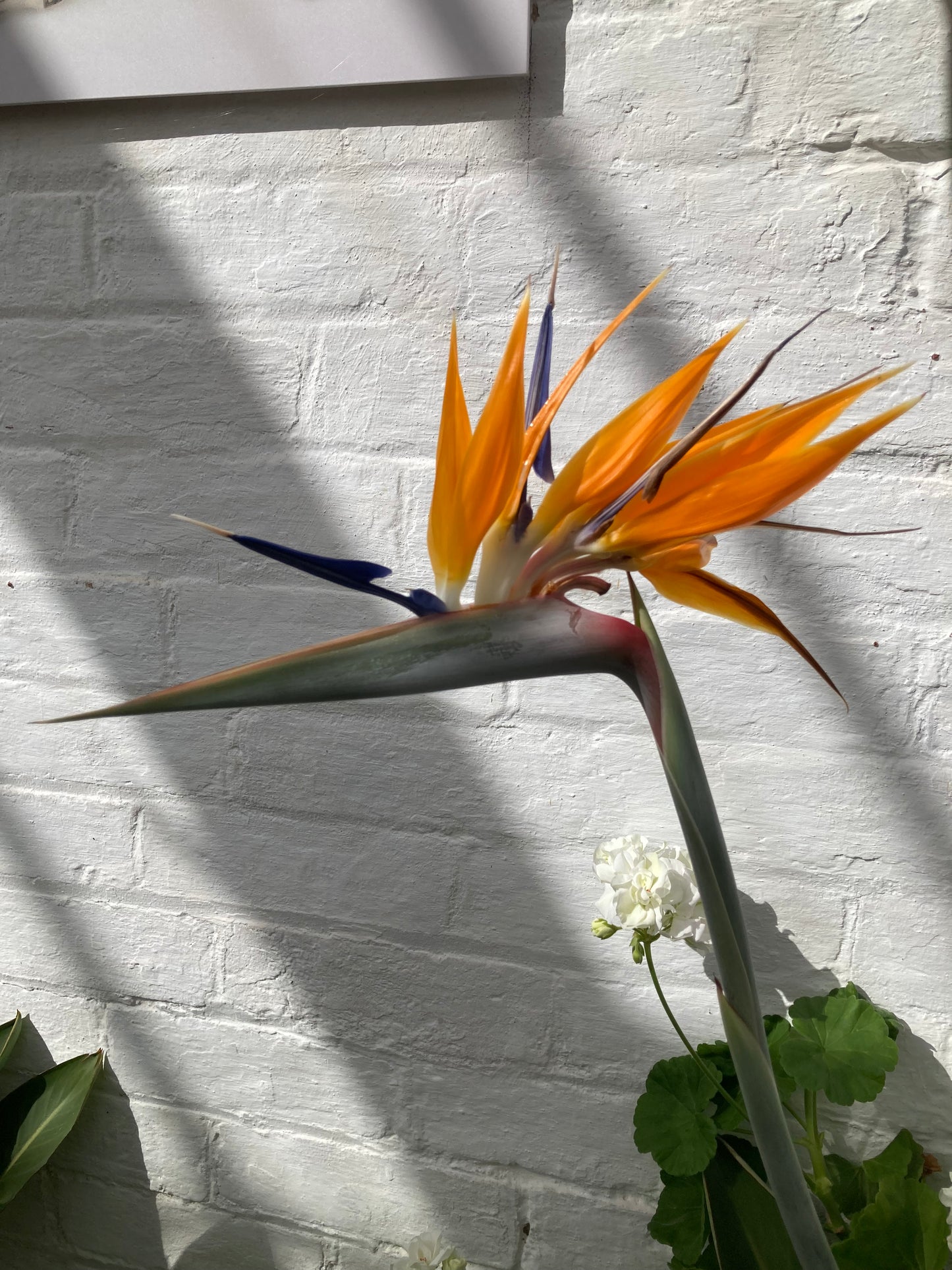 Strelitzia reginae var. juncea