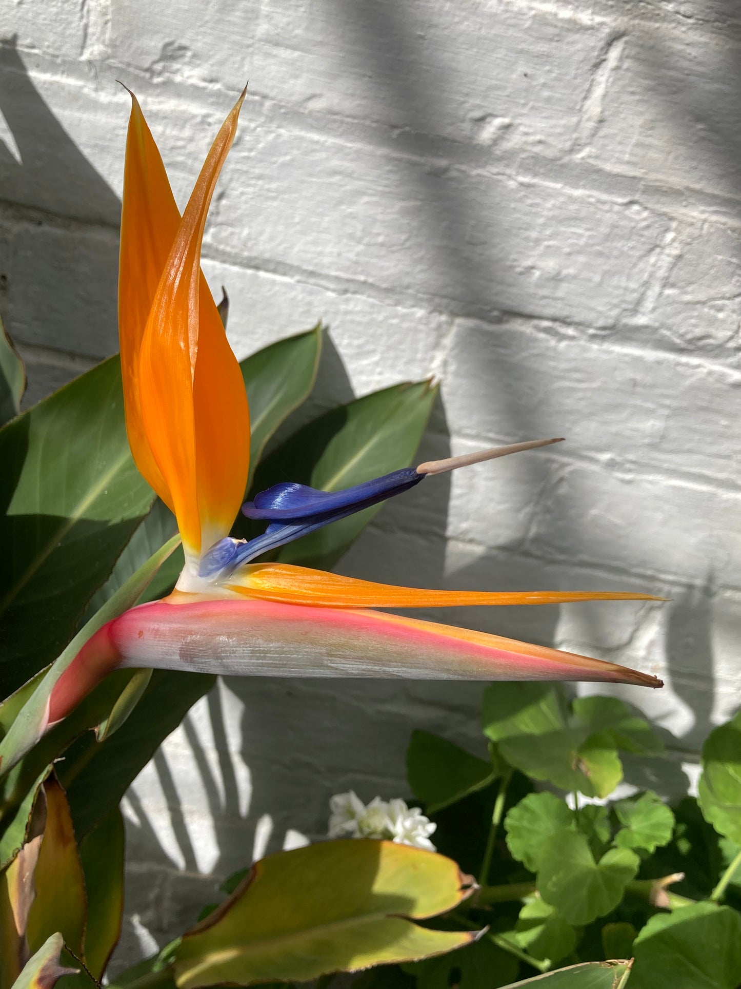 Strelitzia reginae var. juncea