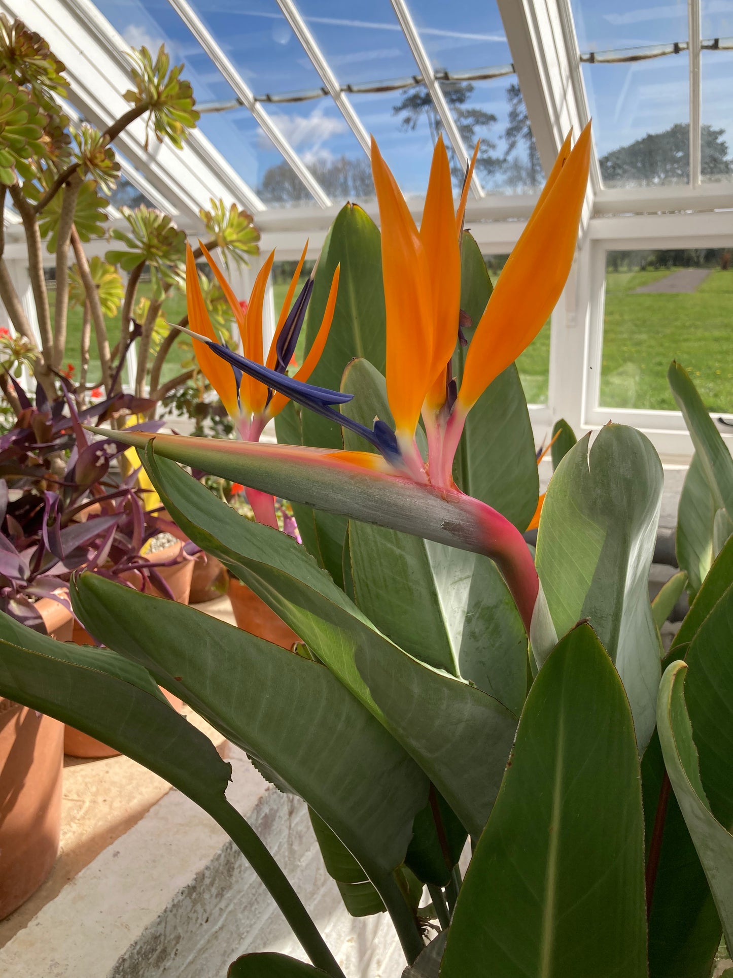 Strelitzia reginae var. juncea