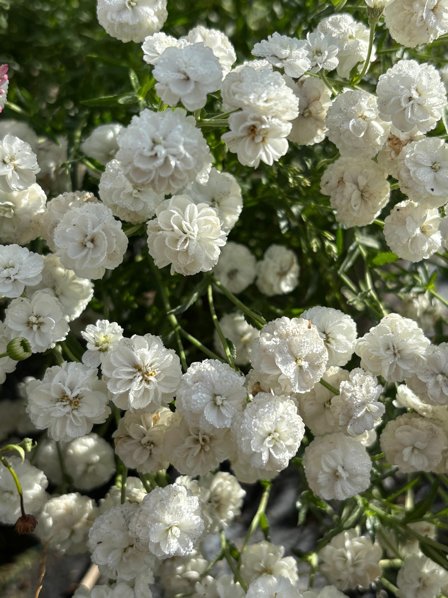 Achillea ptarmica 'Marshmallow'