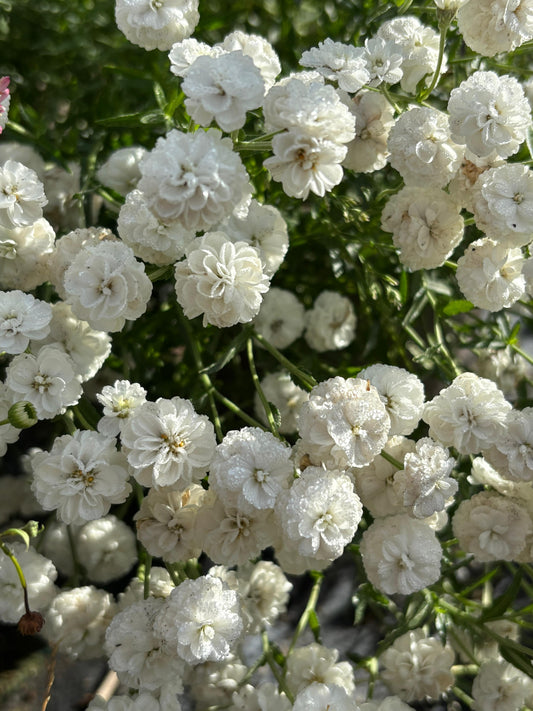 Achillea ptarmica 'Marshmallow'